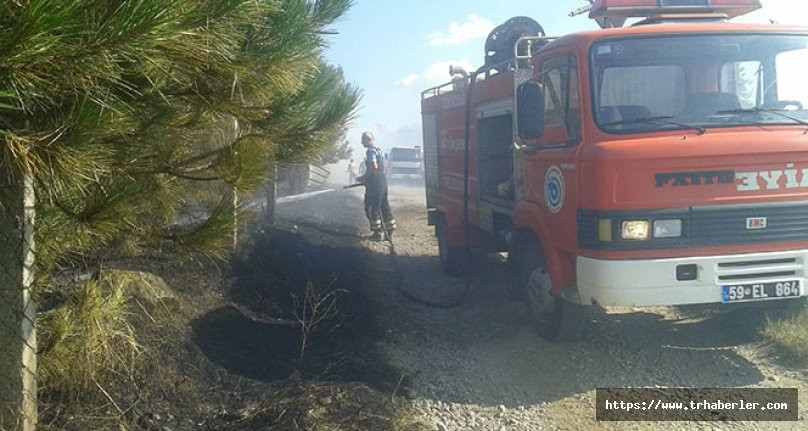 Atatürk Hatıra Ormanı'nda yangın: 400 çam kül oldu