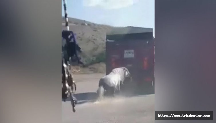 Atı kamyonun arkasına bağlayıp sürüklediler... Ankara'da kan donduran görüntü!