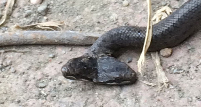 Samsun'da çift başlı yılan şoku