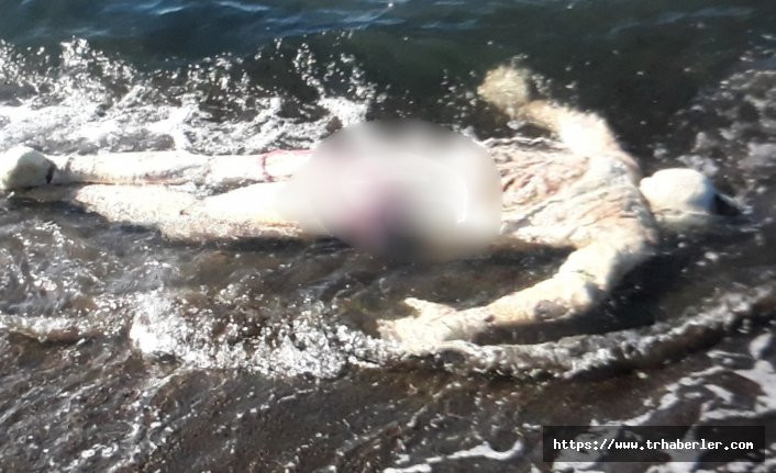 Samsun'da denizde ceset bulundu