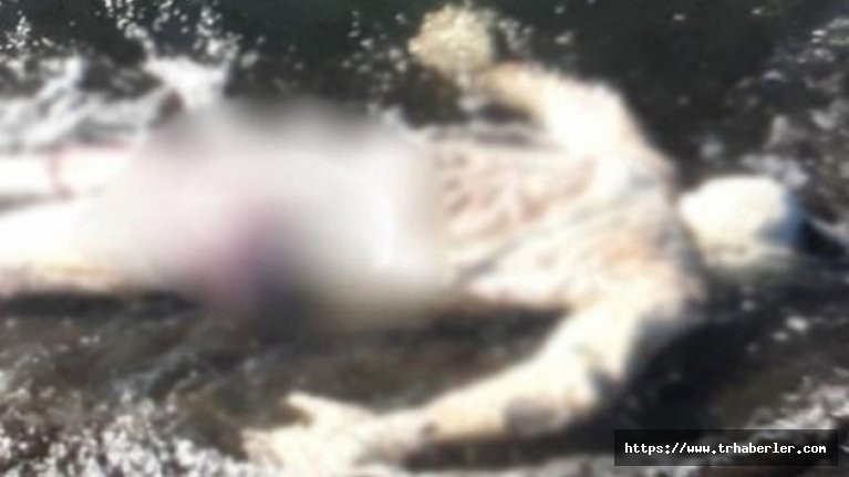 Samsun'da denizde kimliği belirsiz erkek cesedi bulundu!