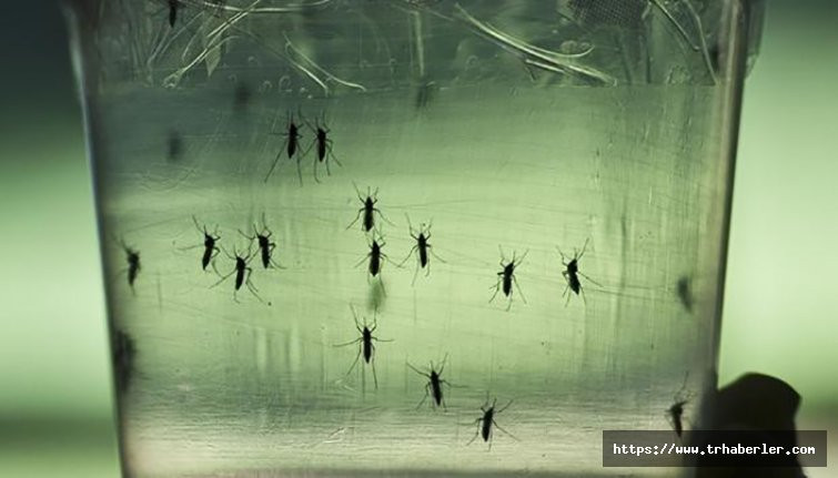 Sivrisinekler kimi ısıracaklarını nasıl seçer?