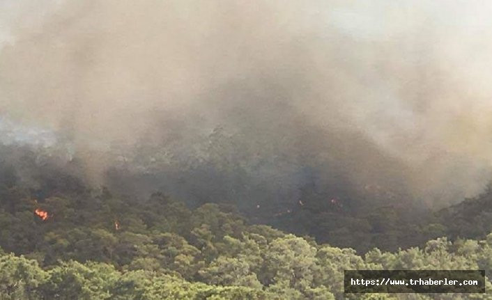 Suriye Türkiye sınırının yakınında orman yangını: Hatay'da önlem alındı!