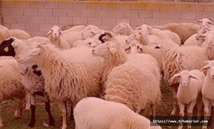 Diyarbakır Valiliği: Eğil'deki hayvan ölümlerinde şarbon değil zehirlenme bulgusu var
