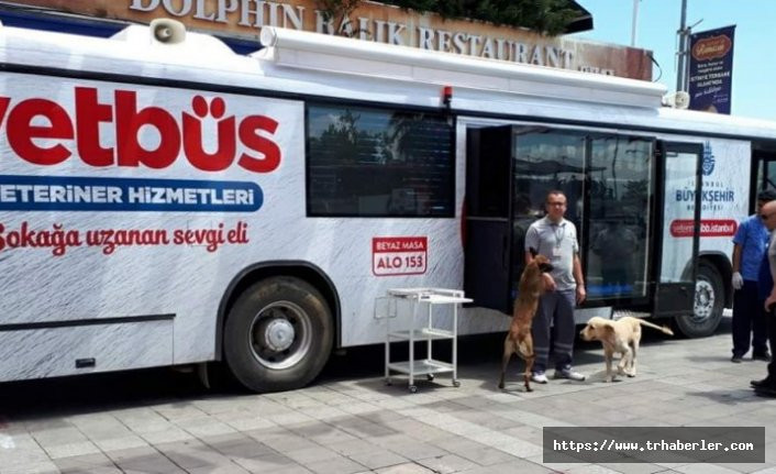 İstanbul Büyükşehir Belediyesi'nin yeni projesi 'Vetbüs' sokak hayvanları için devreye girdi!