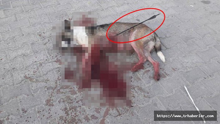 Kırklareli'nde bir köpek okla vurularak öldürüldü!