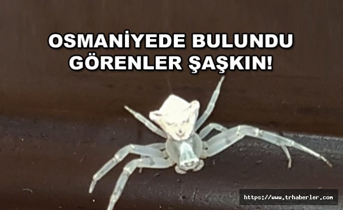 Osmaniye'de bulunan insan yüzlü örümcek hayrete düşürdü!