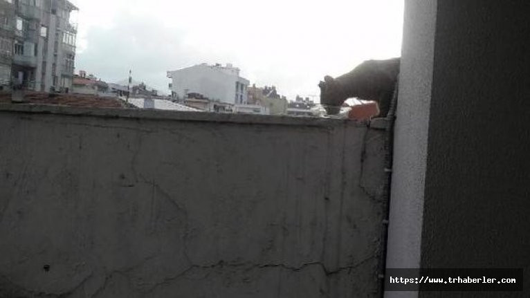 Apartmanın çatısına çıkan kedi 20 gündür kurtarılmayı bekliyor