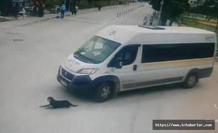 Bursa'da şoför köpeği ezmişti, işine son verdiler