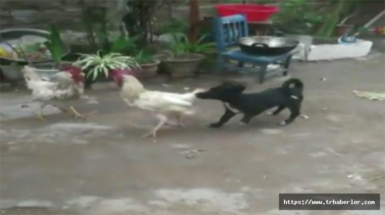 Horozların kavgasını ayırmaya çalışan yavru köpek! Video Haber İzle