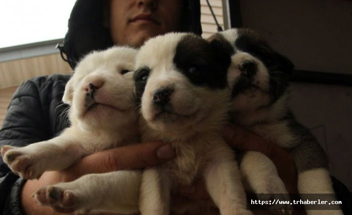 Vicdansızlık sonucu, 9 köpek yavrusu öksüz kaldı