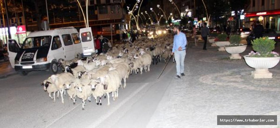 Yayladan dönen koyun sürüsü kent merkezinden geçti!