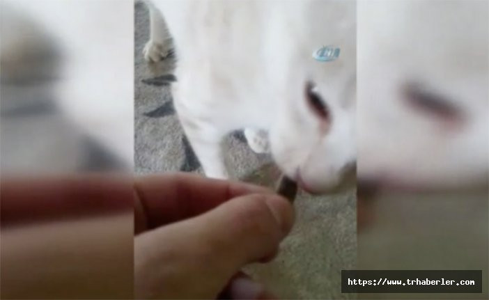 Bu kedi çekirdek çitliyor! Video Haber İzle