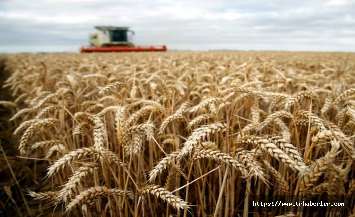 Buğday Desteği nedir? Buğday hangi bölgelerde destekleniyor? Destek miktarı ne kadar?