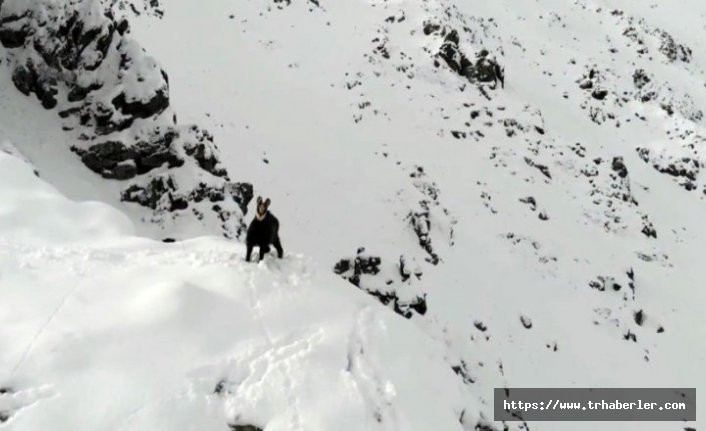Erzurum'da Çengel boynuzlu dağ keçisinin drone ile imtihanı