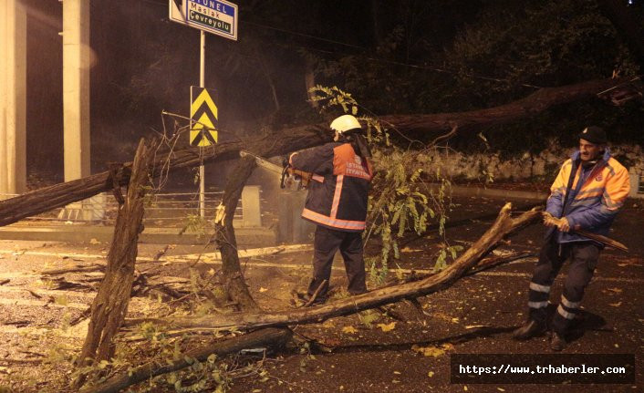 Sarıyer'de devrilen ağaç yolu trafiğe kapattı