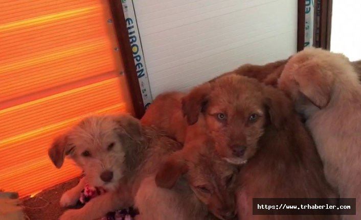 Soğuktan donmak üzere olan yavru köpekler son anda kurtarıldı