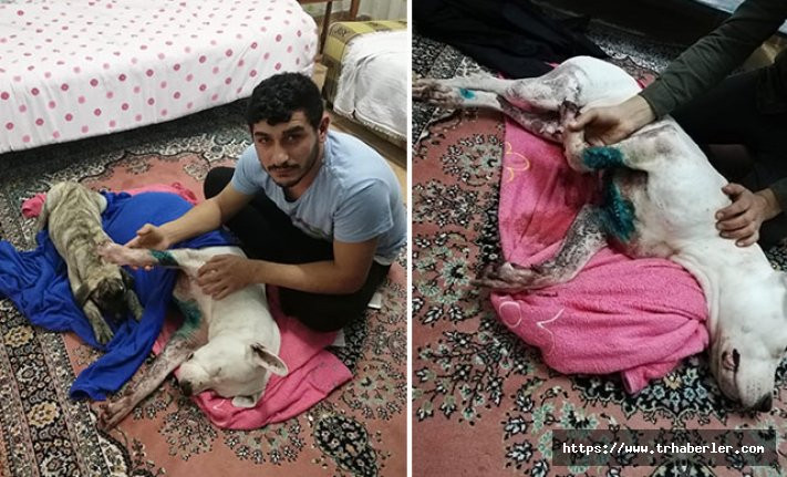 İzmir'de köpeğe satırlı saldırı iddiası dehşete düşürdü