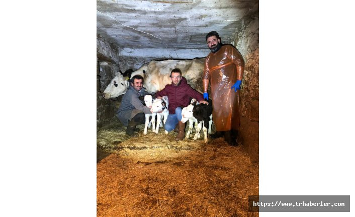 İzmir'de Siyah Alaca cinsi inek, dördüz buzağı doğurdu