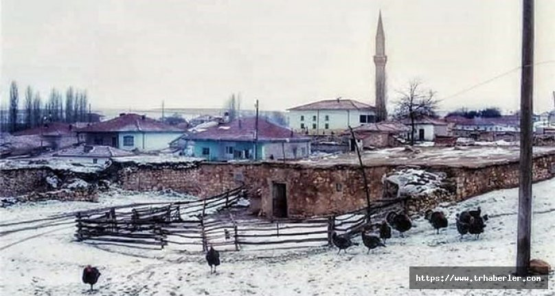 Kayseri'den sonra Kırşehir'de köpek saldırısı
