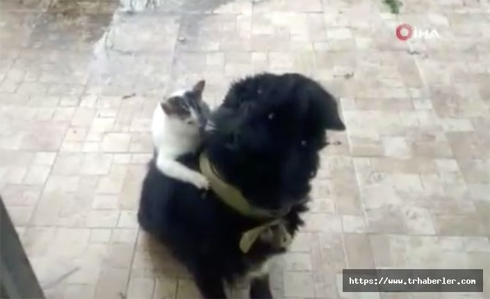 Kedi ile köpeğin ilginç dostluğu! Video Haber İzle