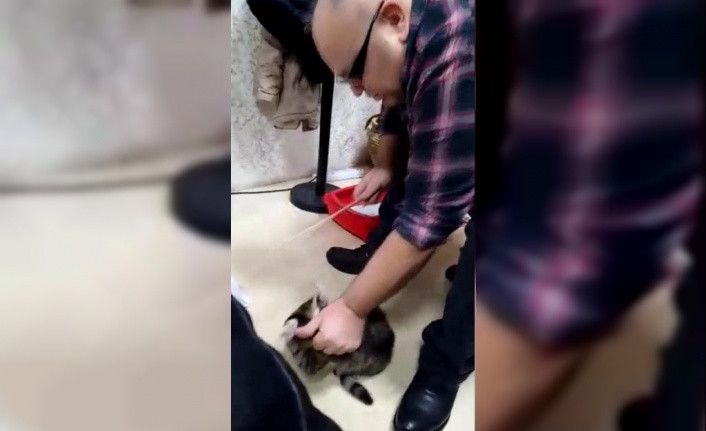Kediyi sopayla döven işadamı gözaltına alındı - video izle