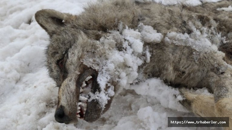 Sivas'ta aşırı soğuk yüzünden kurt bile dondu - video izle