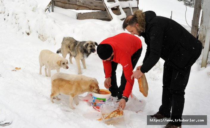 Topladıkları yiyeceklerle yaylada aç kalan köpekleri besliyorlar!
