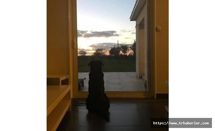 Emiliano Sala'nın köpeği Nala'nın fotoğrafı herkesi duygulandırdı