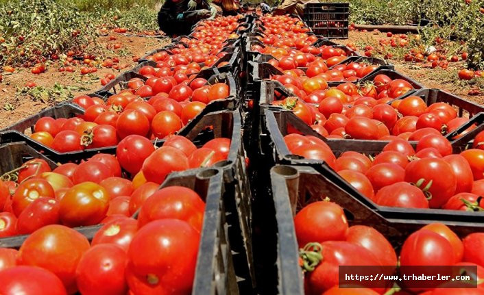 Rusya, Türkiye'den getirilen 124 ton domatesi geri çevirdi