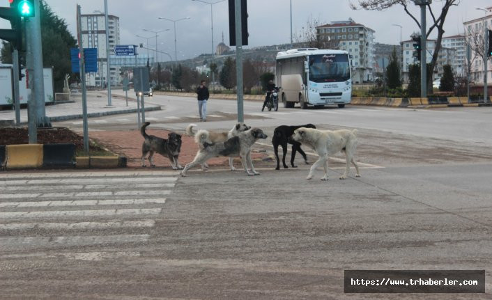 Sürü halinde dolaşan sokak köpekleri vatandaşların korkulu rüyası oldu