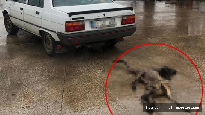 Köpeği otomobilin arkasında sürükleyen sürücünün cezası belli oldu