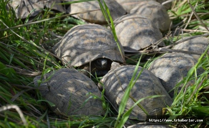 17 kaplumbağa ölmek üzereyken kurtarıldı!