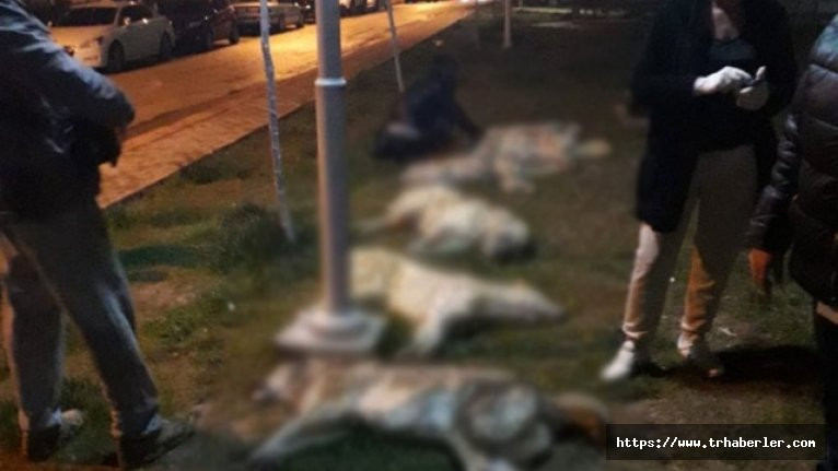 Ankara'da çok sayıda köpek zehirlendi! Mansur Yavaş talimat verdi...