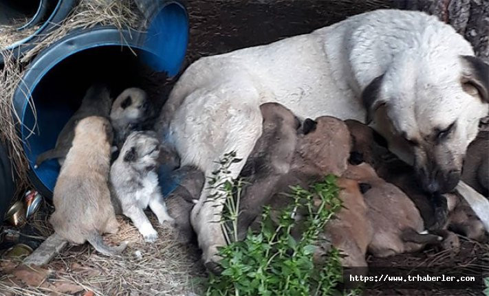 Erdek'te zehirli et verilen köpek ile 3 yavrusu ve 3 kedi öldü
