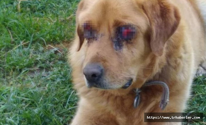 Bir vahşet de Tokat'ta! Golden cinsi köpek iki gözü oyulmuş halde bulundu...