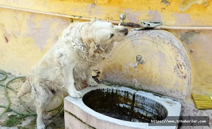 Bu köpek suyunu tas yerine çeşmeden içiyor