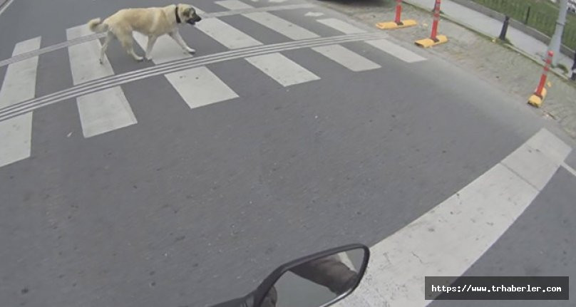 Bu köpek yaptıkları ile insanlara örnek oldu! Akıllı köpek kamerada! video izle