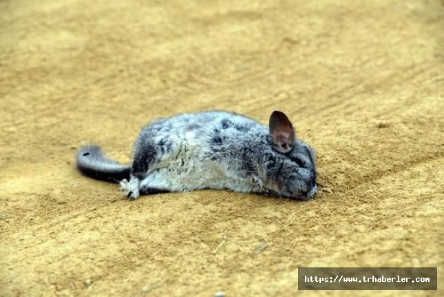 Çinçilla tavşanları neden ölüyor?