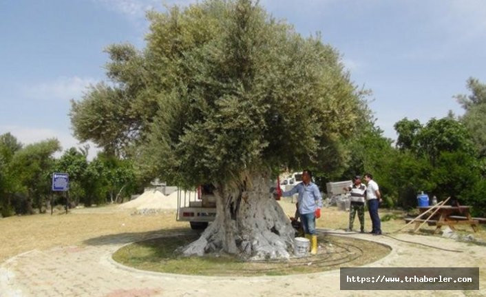 Erdoğan'ın bahsettiği zeytin ağacı 1300 yaşında!