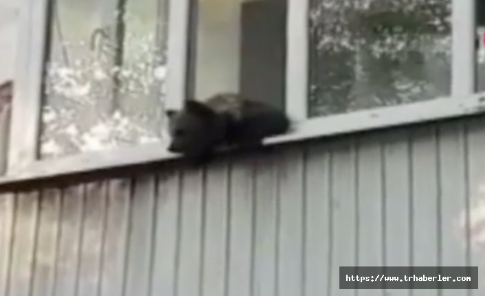 Evin balkonuna çıkan yavru ayı herkesi düşecek diye korkuttu! video izle