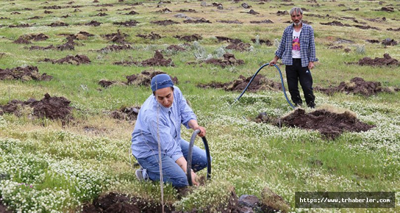 Kadın girişimci Tunceli'de Türkiye'nin en büyük ipek böceği üretimi için dut bahçesi kurdu
