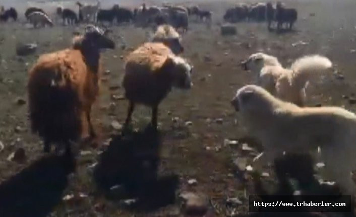 Koçların kavgasını çoban köpekleri ayırdı - video izle