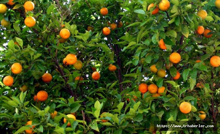 Adana'da portakal bahçesi görünümü verip esrar yetiştirdiler!