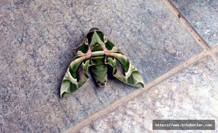 Bodrum'da nadir rastlanan mekik kelebeği görüldü!