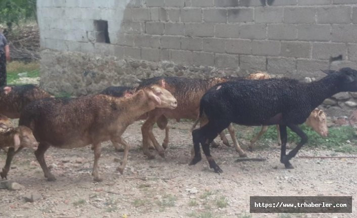Bursa'da 14 hayvan telef oldu görüntüler yürek sızlattı