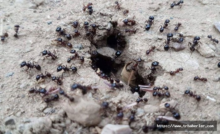Karıncalar depremin habercisi mi?