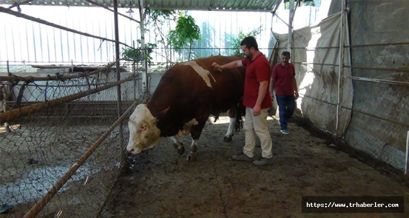 Kurduğu çiftlikte bin 400 kilo ağırlığında boğa yetiştirdi