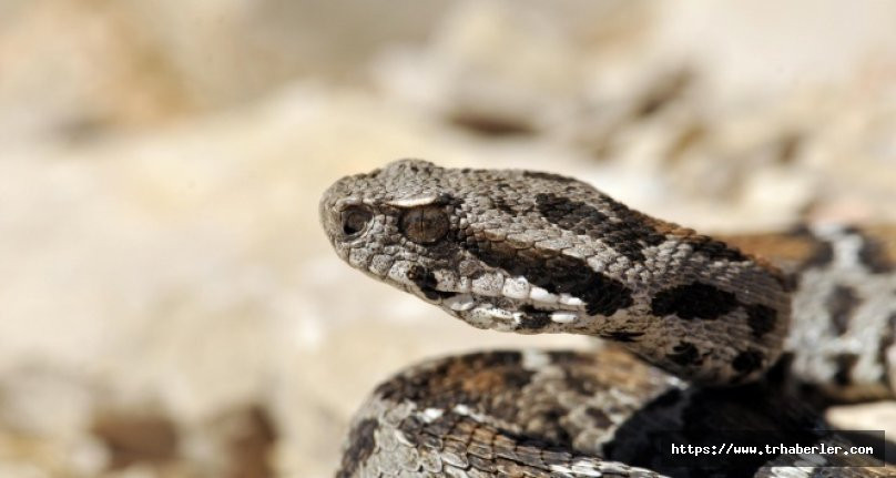 Nesli tehlikede olan yılan Nemrut Dağı'nda görüldü! video izle