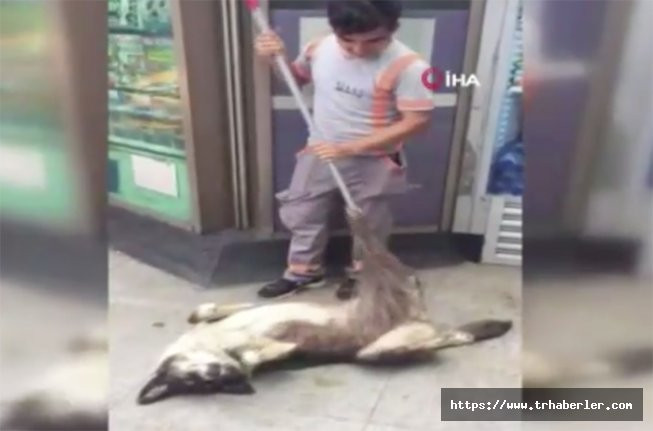 Temizlik işçisinden sokak köpeğine süpürgesi ile masaj! video